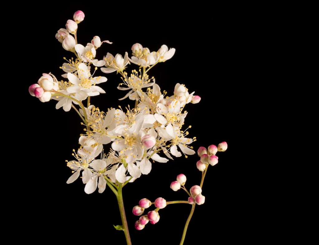 Filipendula cfr.vulgaris